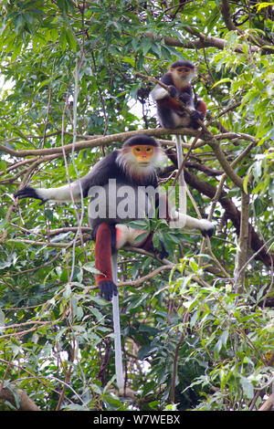 Red-shanked douc Langur adult and baby (Pygathrix nemaeus) in tree, Sontra Nature Reserve, Vietnam. Stock Photo