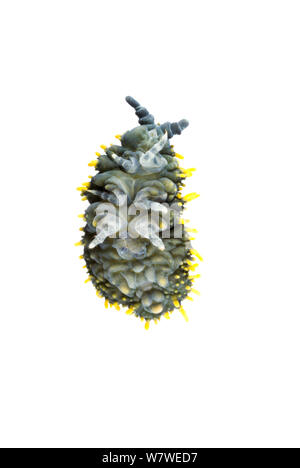 Giant springtail (Holacanthella paucispinosa) Borland Nature track ...