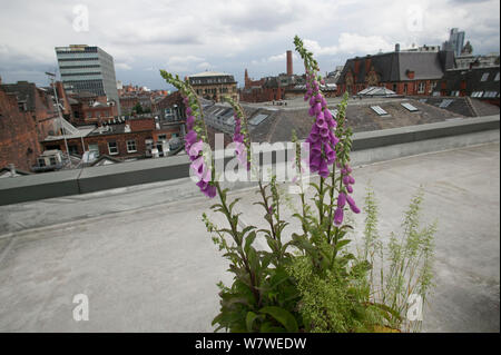 Foxgloves (Digitalis purpurea) grown in tub to attract pollinating insects, especially bees on roof of Manchester Art Gallery, England, UK, June 2014. Stock Photo