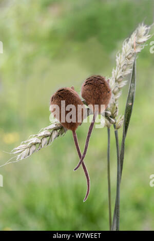 Harvest mice (Micromys minutus) rear view of two on wheat, UK, June, captive. Stock Photo