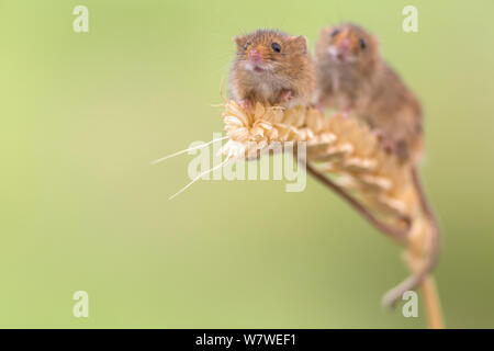 Harvest mice (Micromys minutus) on wheat, UK, June, captive. Stock Photo