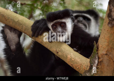Eastern Black-and-white Colobus (Colobus guereza) baby aged 6-9 months looking down from a tree. Elsamere, Lake Naivasha, Rift Valley Province, Kenya Stock Photo