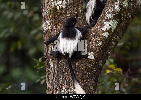 Eastern Black-and-white Colobus (Colobus guereza) baby aged 9-12 months climbing a tree - back view. Kakamega Forest National Reserve, Western Province, Kenya Stock Photo