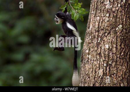 Eastern Black-and-white Colobus (Colobus guereza) baby aged 9-12 months swinging from a branch. Kakamega Forest National Reserve, Western Province, Kenya Stock Photo