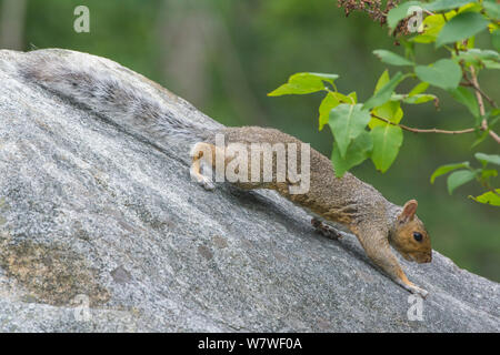 Eastern gray squirrel (Sciurus carolinensis) on a rock. Acadia National Park, Maine, USA, August Stock Photo