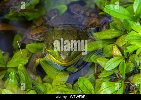 Northern Green Frog (Lithobates clamitans melanota) with head out of water. Acadia National Park, Maine, USA, September Stock Photo
