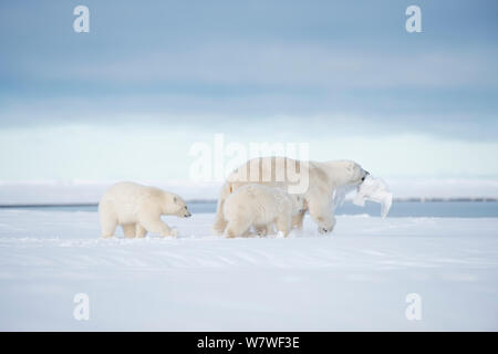 Polar bear (Ursus maritimus) sow with prey in mouth and two cubs following, on a barrier island during autumn freeze up, Bernard Spit, North Slope, Arctic coast of Alaska, September Stock Photo