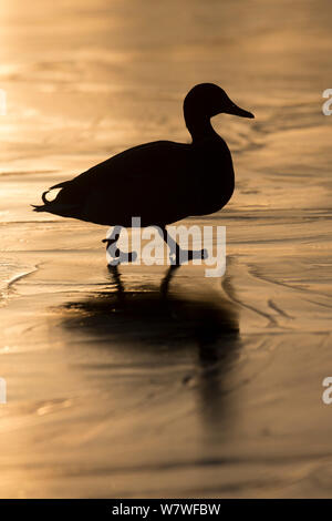 Mallard (Anas platyrhynchos) drake silhouetted on ice, Scotland, UK, February. Stock Photo