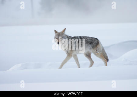Coyote (Canis latrans) walking across snowfield, Yellowstone National Park, Wyoming, USA. Stock Photo