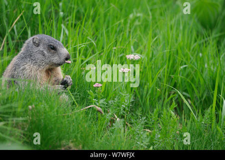 Alpine Marmot (Marmota marmota) feeding on (Ligusticum mutellina) in the alpine zone of the Retezat Mountains, Romania. June Stock Photo