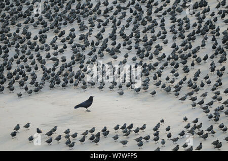 Carrion Crow (Corvus corone) encircled by flock of Starlings (Sturnus vulgaris) resting on the beach in Blackpool, England, October. Stock Photo