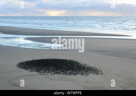 Starlings (Sturnus vulgaris) resting on Blackpool Beach, UK. October Stock Photo
