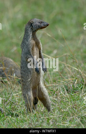 Male Banded mongoose (Mungos mungo) standing alert, Masai Mara, Kenya, October. Stock Photo