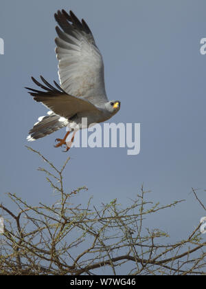 Eastern chanting goshawk (Melierax poliopterus) in flight, Kenya, October. Stock Photo