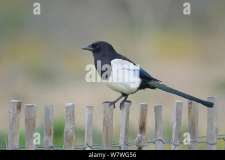 Eurasian magpie (Pica pica) on a fence, Breton Marsh, France, January. Stock Photo