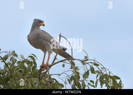 Eastern chanting goshawk (Melierax poliopterus) at top of tree, Kenya, October. Stock Photo