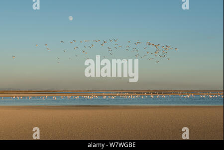 Gulls (Laridae) in flight, over Greater flamingos (Phoenicopterus roseus) ant the full moon in the Salin de Giraud salt pans, Camargue, France, September 2013. Stock Photo