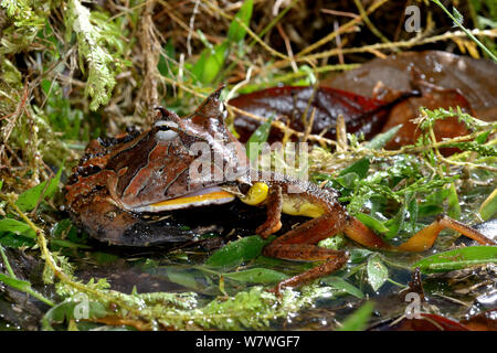 Amazonian horned frog (Ceratophrys cornuta) feeding on frog, French Guiana. Stock Photo