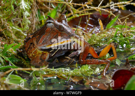 Amazonian horned frog (Ceratophrys cornuta) feeding on frog, French Guiana. Stock Photo