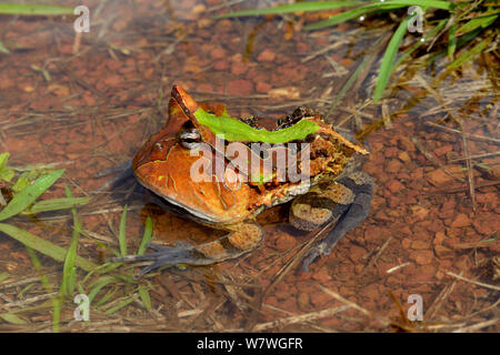 Amazonian horned frog (Ceratophrys cornuta) in shallow water, French Guiana. Stock Photo