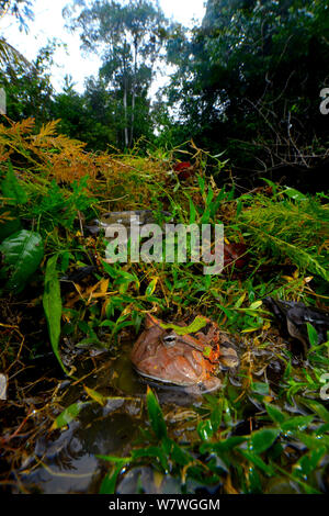 Amazonian horned frog (Ceratophrys cornuta) in habitat, French Guiana. Stock Photo