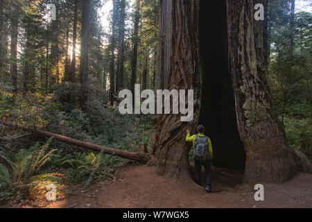 This is the picture of The Hiker Standing at A Huge Tree in Lady Bird Johnson Grove Oregon Stock Photo