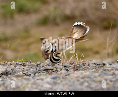 Killdeer (Charadrius vociferus) male bowing and spreading his tail feathers as his mate approaches, performing the 'Nest scrape ceremony' as they investigate potential nest sites, New York, USA, April. Stock Photo