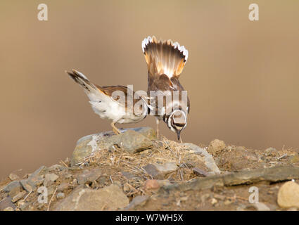 Killdeer (Charadrius vociferus) male bowing and spreading tail feathers as his mate approaches, performing the 'Nest scrape ceremony' as they investigate potential nest sites, New York, USA, April. Stock Photo
