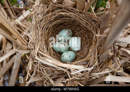 Red-winged blackbird (Agelaius phoeniceus) nest containing four eggs, in cattail marsh, New York, USA, June. Stock Photo