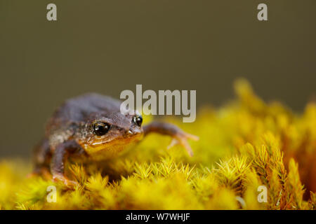 Frog (Psychrophrynella illimani) on moss, Bolivia, November 2013, Critically endangered. Stock Photo