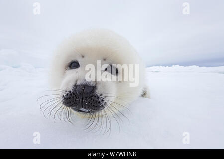 Harp seal (Phoca groenlandicus) pup portrait, on sea ice, Magdalen Islands, Gulf of St Lawrence, Quebec, Canada, March. Stock Photo