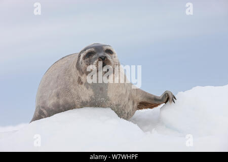 Female Harp seal (Phoca groenlandicus) portrait, on sea ice, Magdalen Islands, Gulf of St Lawrence, Quebec, Canada, March. Stock Photo