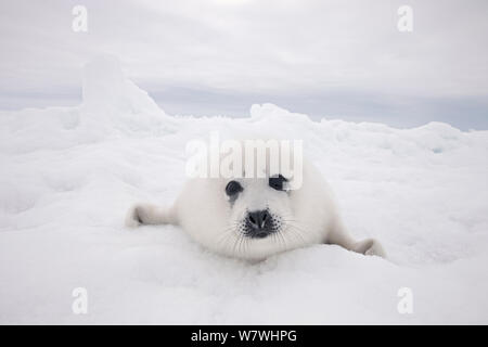 Harp seal (Phoca groenlandicus) pup portrait, on sea ice, Magdalen Islands, Gulf of St Lawrence, Quebec, Canada, March. Stock Photo