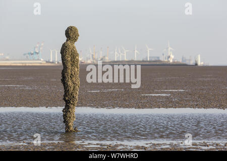 Antony Gormley Another Place, barnacle covered sculptures on Crosby ...