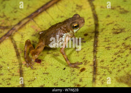 Lowland Dwarf Toad (Pelophryne signata) Bako National Park, Sarawak, Borneo. Stock Photo