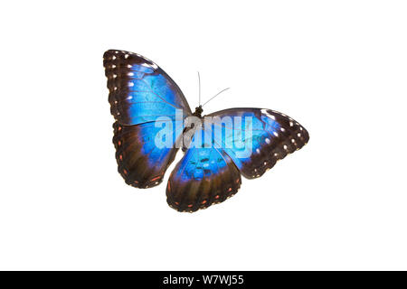 Blue morpho butterfly (Morpho peleides) occurs South America Stock Photo