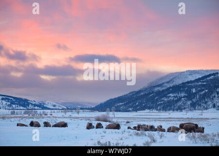 American Bison (Bison bison) herd resting in the snow at sunrise, Lamar Valley, Yellowstone National Park, Wyoming, USA. December. Stock Photo