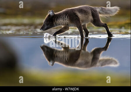 Arctic fox (Vulpes lagopus) walking through shallow water searching for food, Spitsbergen, Svalbard, Norway, July. Stock Photo