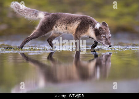 Arctic fox (Vulpes lagopus) searching for food near water, Spitsbergen, Svalbard, Norway, July. Stock Photo