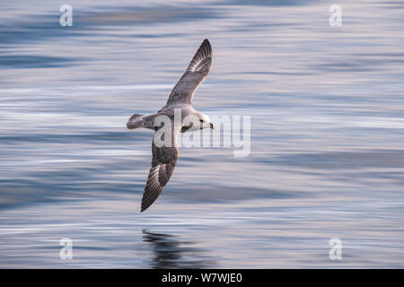 Northern fulmar (Fulmarus glacialis) in flight low over water, Arctic Ocean, Svalbard, Norway, June. Stock Photo