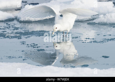 Ivory gull (Pagophila eburnea) feeding in melting ocean ice, North of Svalbard, Norway, July. Stock Photo