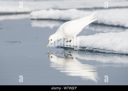 Ivory gull (Pagophila eburnea) feeding in melting ocean ice, North of Svalbard, Norway, July. Stock Photo