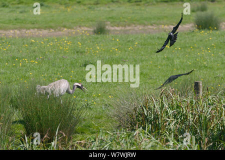 Common / Eurasian crane (Grus grus) Monty, released by the Great Crane Project in 2010, chasing away two Jackdaws (Corvus monedula) who had apprached too close to his young chicks on pastureland bordering a sedge marsh, Slimbridge, Gloucestershire, UK, May 2014. Stock Photo