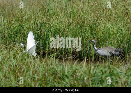 4 year Common / Eurasian crane (Grus grus) Monty, released by the Great Crane Project in 2010, chasing away a Little egret (Egretta garzetta) who had apprached too close to his nest site in a sedge marsh, Slimbridge, Gloucestershire, UK, May 2014. Stock Photo