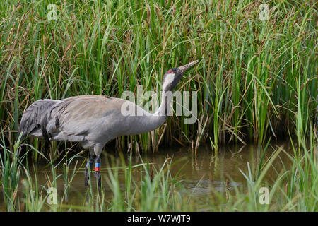 Common / Eurasian crane (Grus grus) &#39;Chris&#39; aged 4 years,released by the Great Crane Project, drinking in a marshland sedge pool close to her nest site, Slimbridge, Gloucestershire, UK, May 2014. Stock Photo