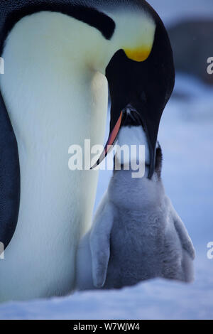 Emperor penguin (Aptenodytes forsteri) feeding chick, Antarctica Stock Photo