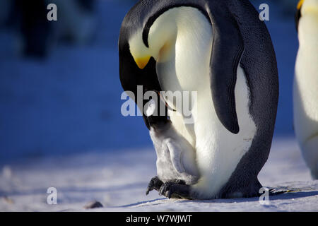 Emperor penguin (Aptenodytes forsteri) feeding chick, Antarctica, September. Stock Photo