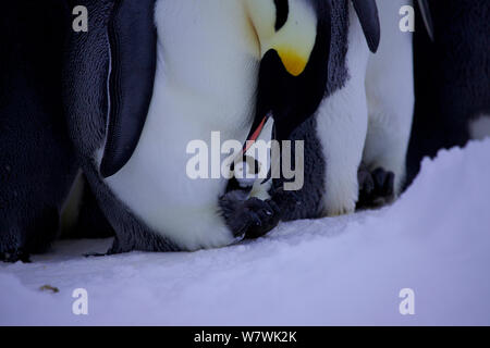 Emperor penguin (Aptenodytes forsteri) feeding chick, Antarctica, July. Stock Photo