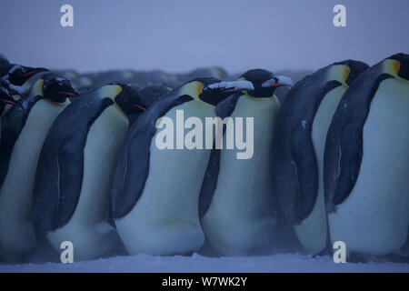Procession of male Emperor penguins (Aptenodytes forsteri) shuffling, Antarctica, July. Stock Photo