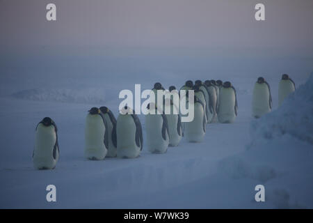 Procession of male Mmperor penguins (Aptenodytes forsteri) shuffling, Antarctica, June. Stock Photo